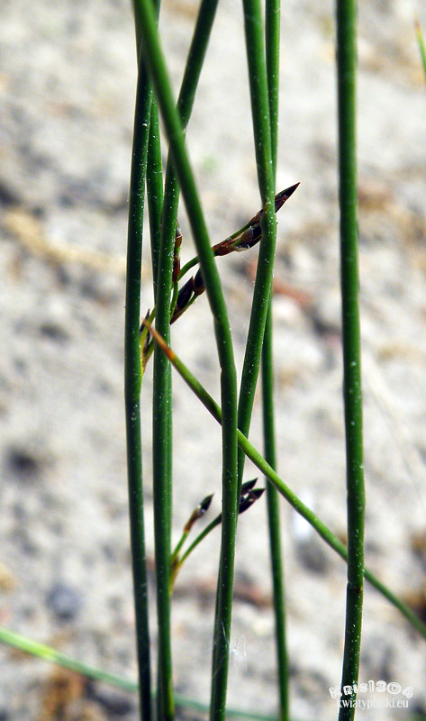 Juncus balticus