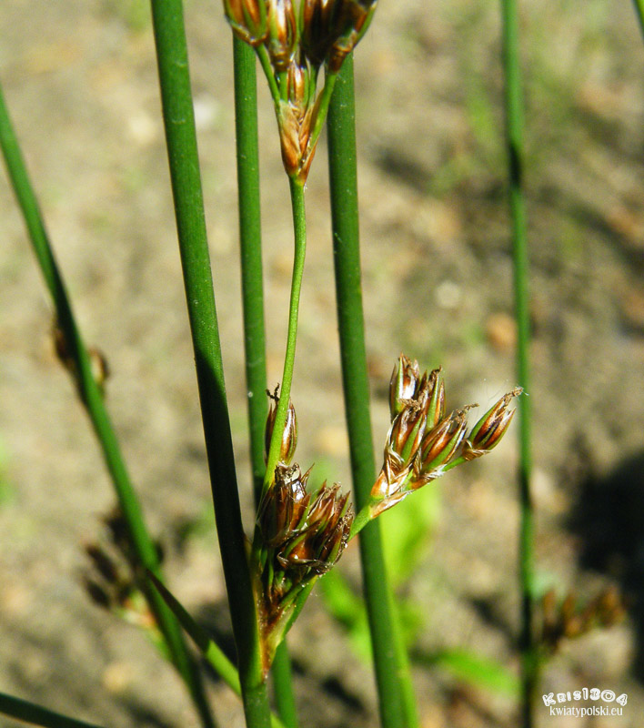 Juncus balticus