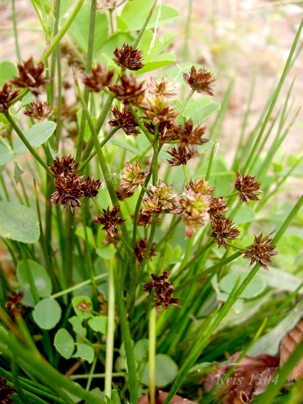 (Juncus tenageia)