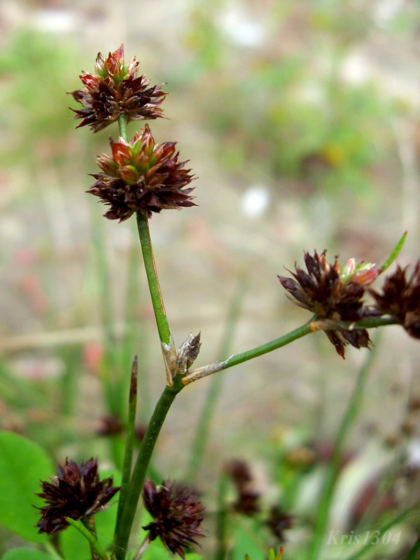 (Juncus tenageia)