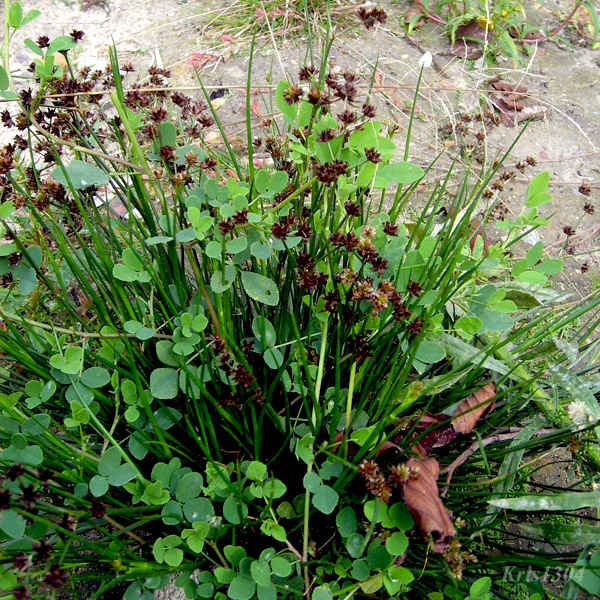 (Juncus tenageia)