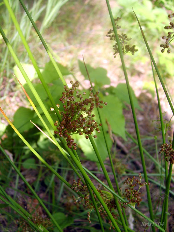 (Juncus effusus)