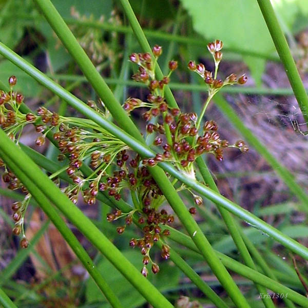 (Juncus effusus)