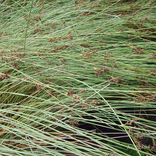 (Juncus inflexus)