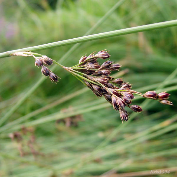 (Juncus inflexus)