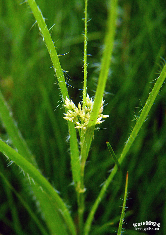 Juncus conglomeratus