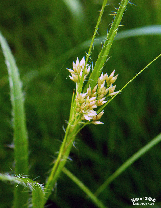 Juncus conglomeratus
