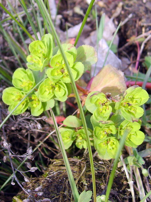 (Chrysosplenium alternifolium)