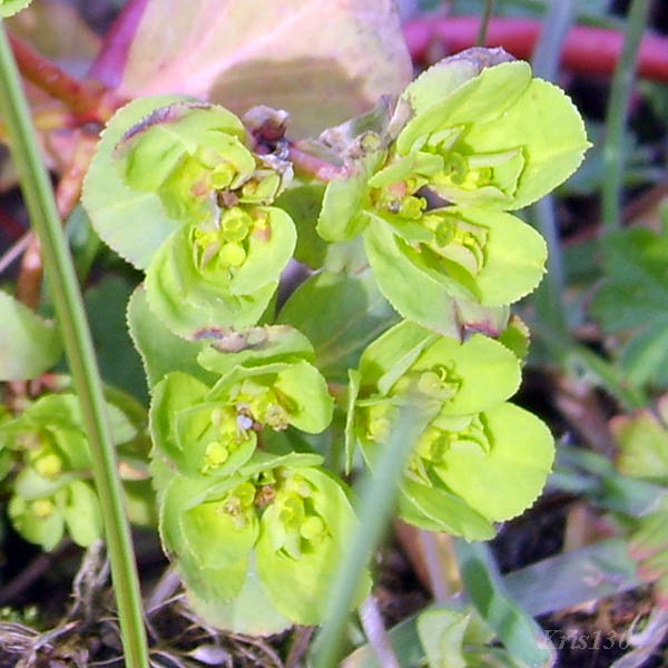 (Chrysosplenium alternifolium)