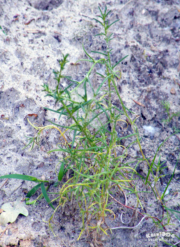 Salsola kali