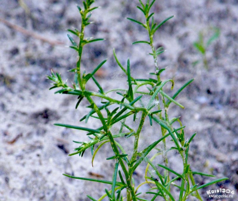 Salsola kali