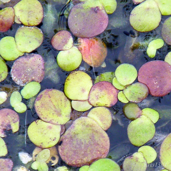 (Spirodela polyrhiza)