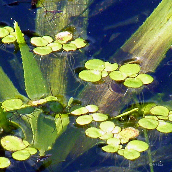 (Spirodela polyrhiza)