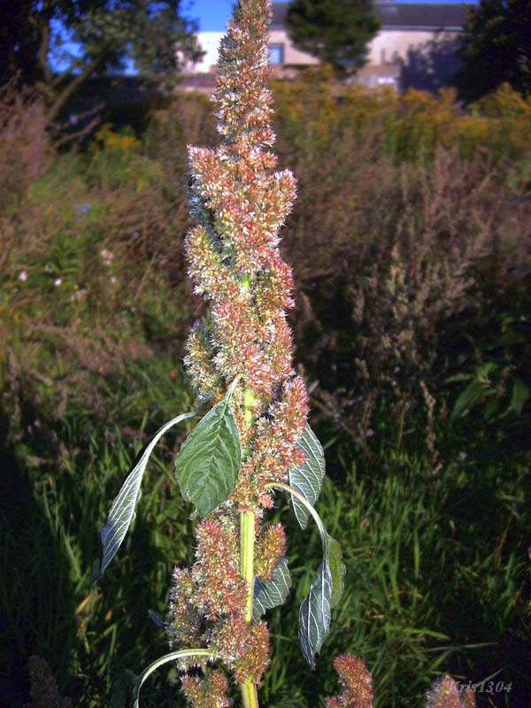(Amaranthus retroflexus)