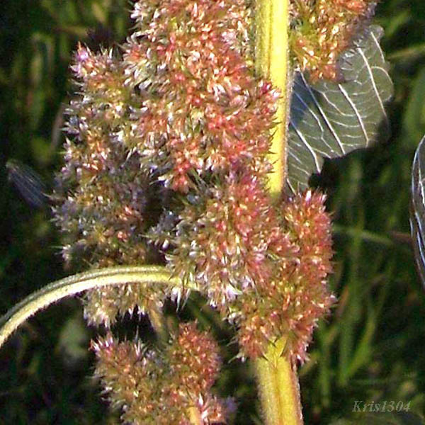 (Amaranthus retroflexus)