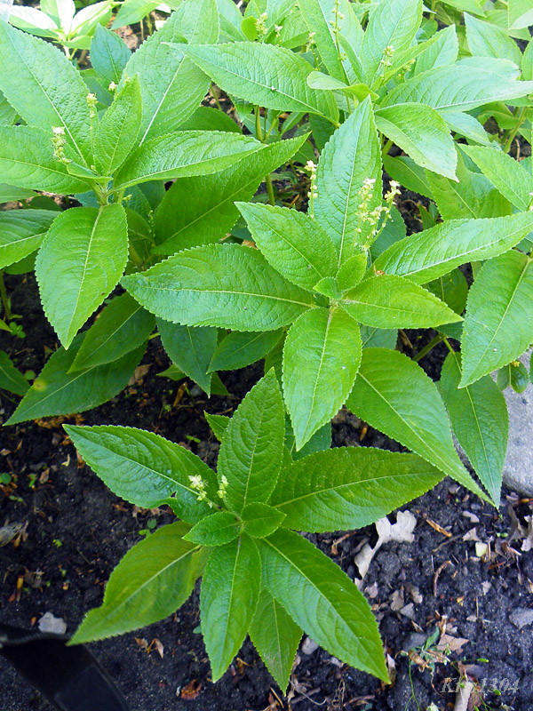 Mercurialis perennis
