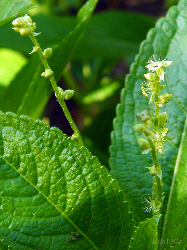 Mercurialis perennis