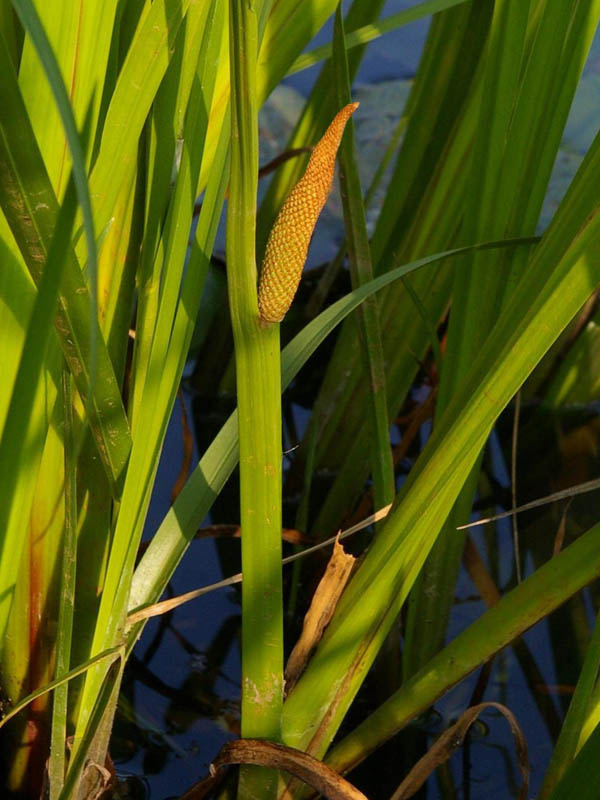 (Acorus calamus)