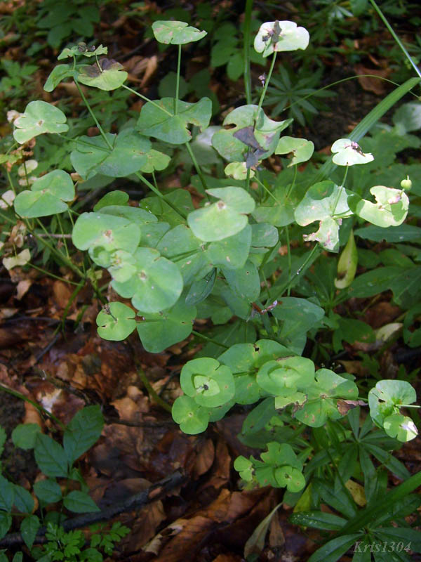 (Euphorbia amygdaloides)