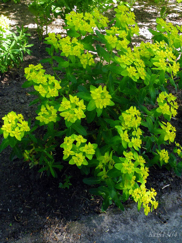 (Euphorbia epithymoides)
