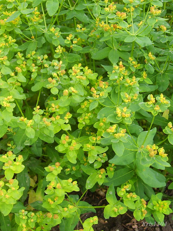 (Euphorbia epithymoides)