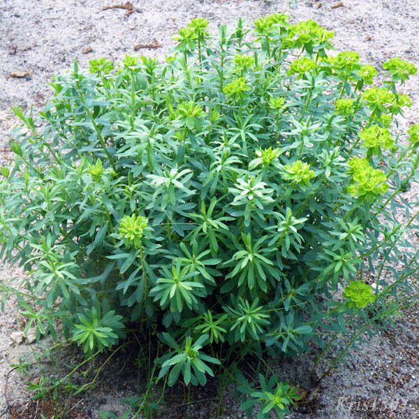 (Euphorbia sequierana)