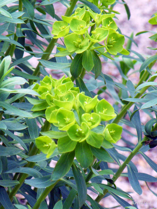 (Euphorbia sequierana)