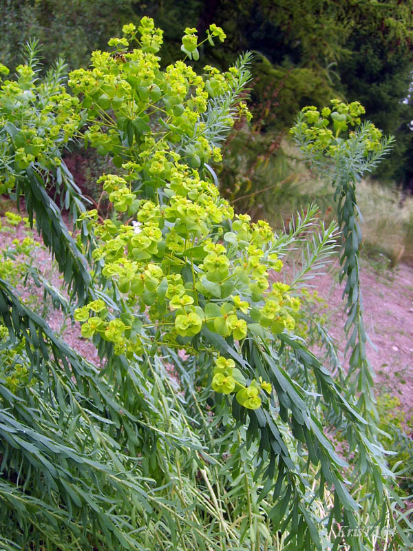 (Euphorbia sequierana)