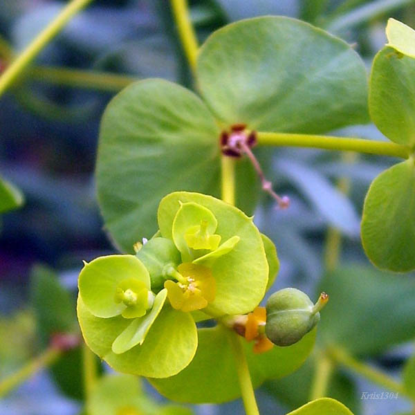 (Euphorbia sequierana)