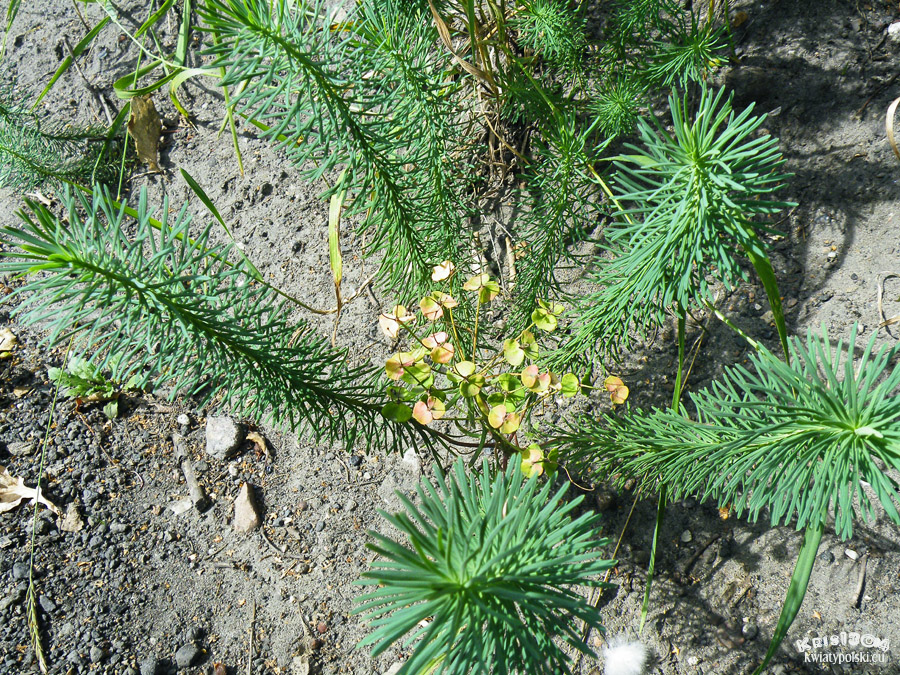 (Euphorbia cyparissias)