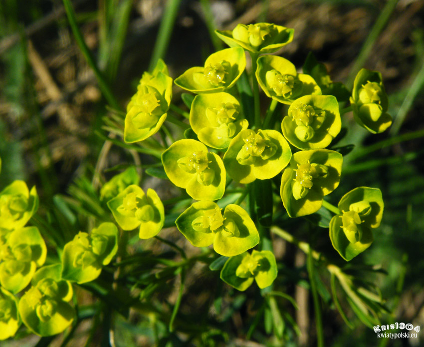 (Euphorbia cyparissias)