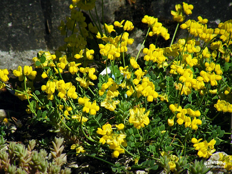 cieciorka pochewkowata