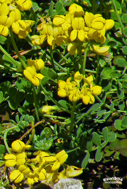 cieciorka pochewkowata