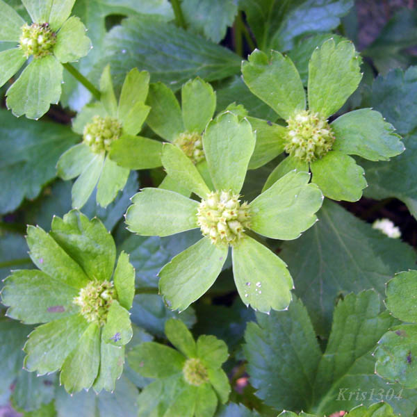 cieszynianka wiosenna