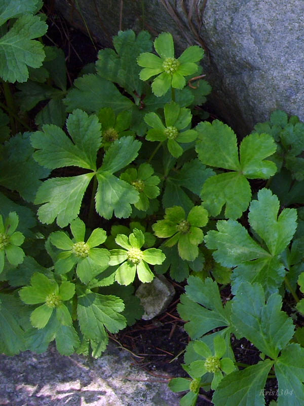 cieszynianka wiosenna