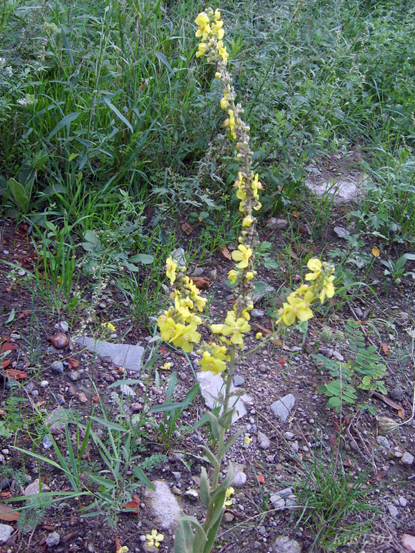 dziewanna wielkokwiatowa