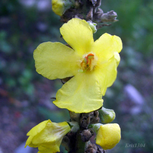 dziewanna wielkokwiatowa