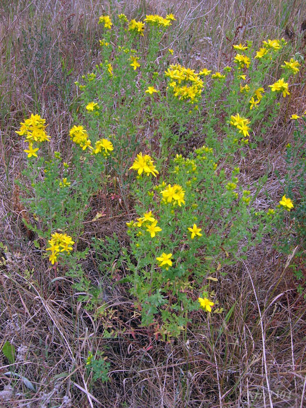 dziurawiec zwyczajny