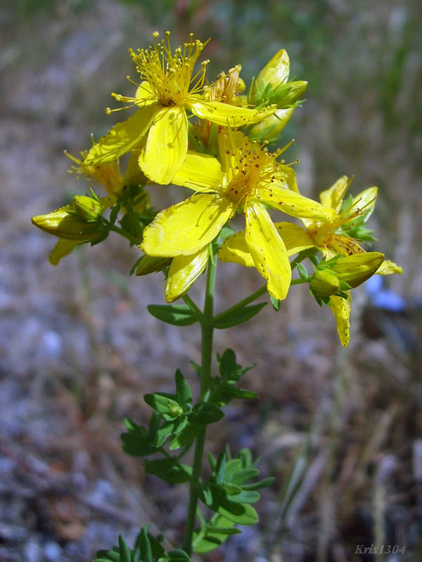 dziurawiec zwyczajny