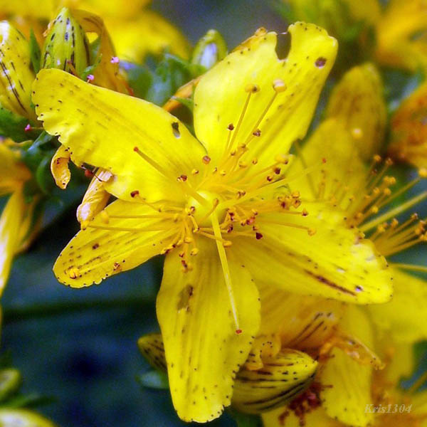 dziurawiec zwyczajny