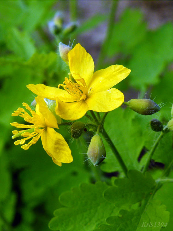 (Chelidonium majus)