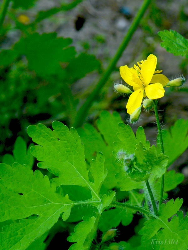 (Chelidonium majus)