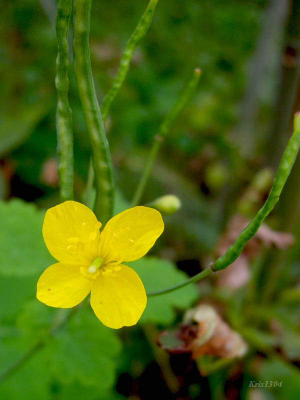(Chelidonium majus)