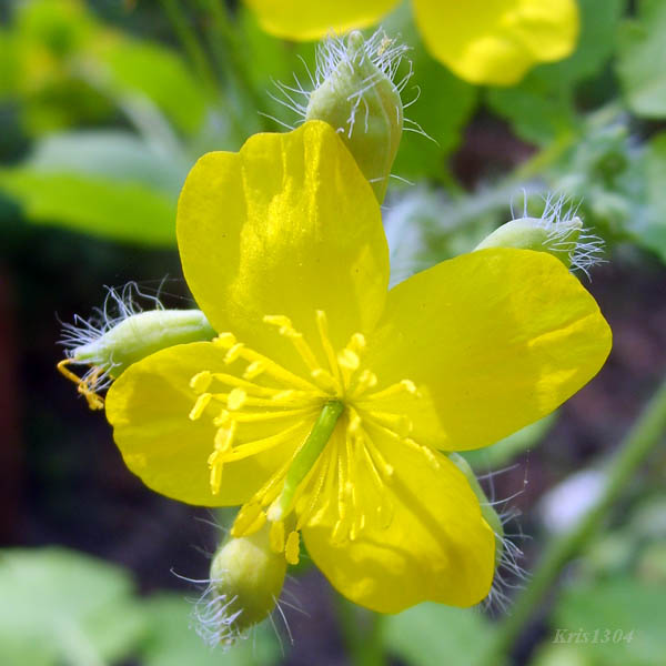 (Chelidonium majus)