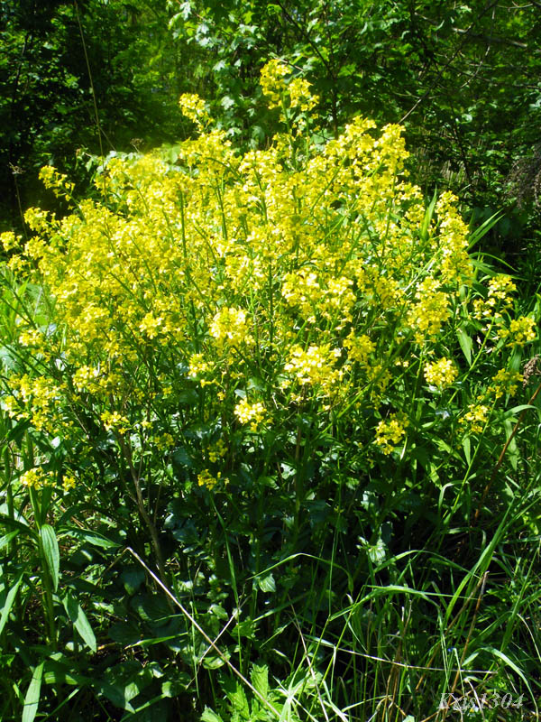 (Barbarea vulgaris)