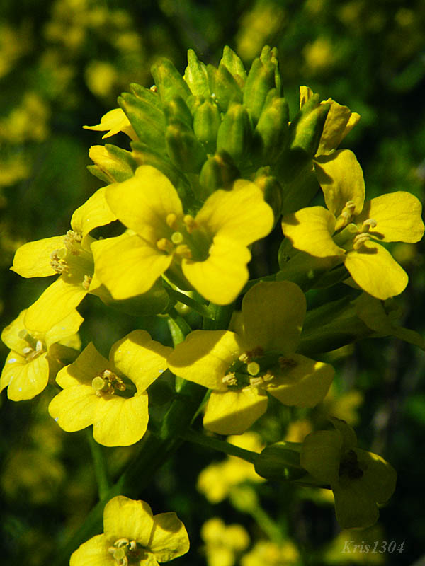(Barbarea vulgaris)
