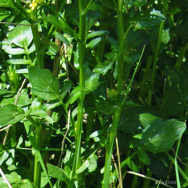(Barbarea vulgaris)