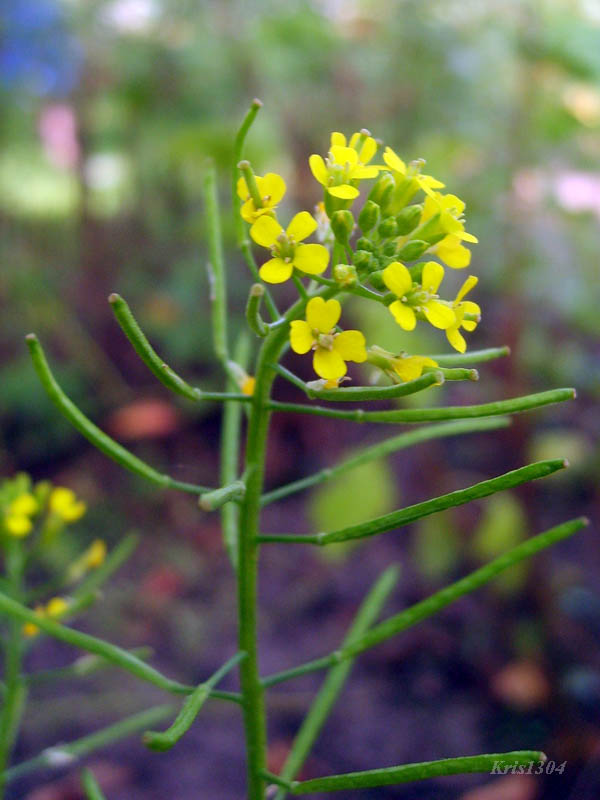 (Barbarea vulgaris)