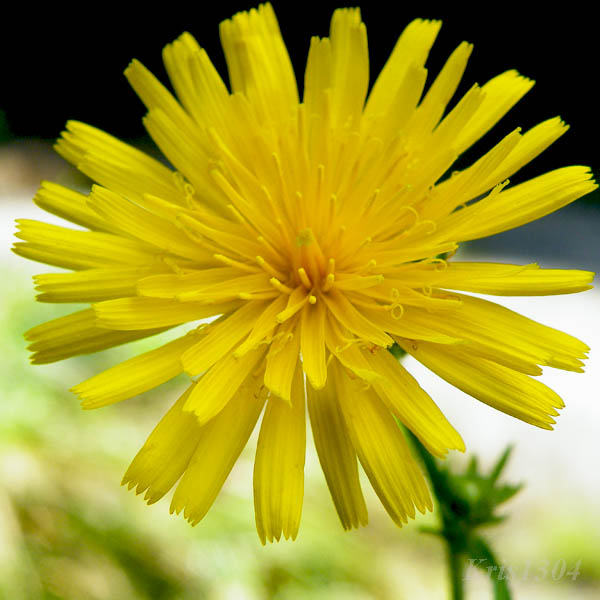 (Picris hieracioides)