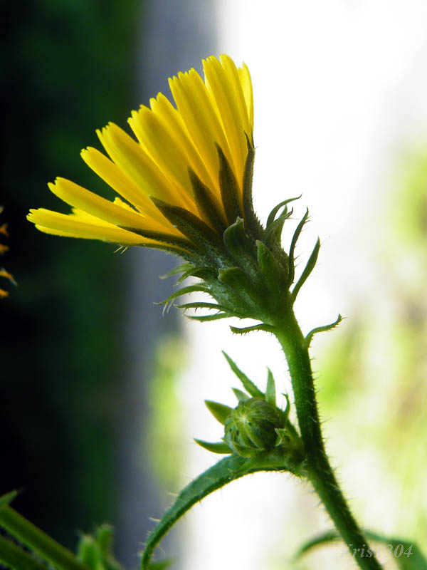 (Picris hieracioides)